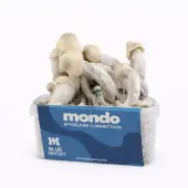 Pan de setas alucinógenas Blue Ghost