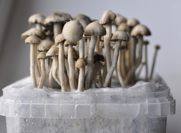 Copelandia Hawaiian Magic Mushroom Growkit