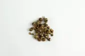 Tampanensis magic truffles