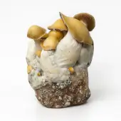 Bolsa de cultivo Mac Galactic