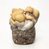 Bolsa de cultivo Mac Galactic