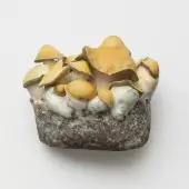 Bolsa de cultivo Mac Galactic