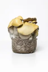 Bolsa de cultivo Mac Galactic