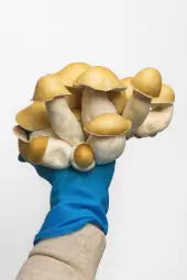 Bolsa de cultivo Mac Galactic