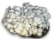 Mycélium liquide Albino Penis Envy