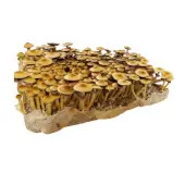 Mycélium liquide Golden Teacher