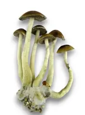 Mckennai Liquid culture