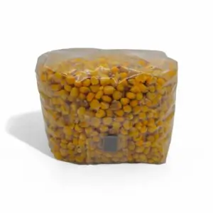 Grain de maïs stérilisé