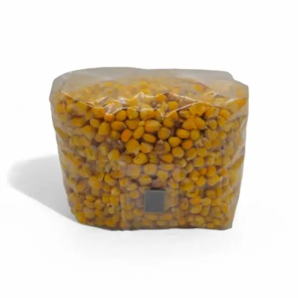 Grain de maïs stérilisé