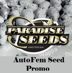 Paradise Promo AutoFem