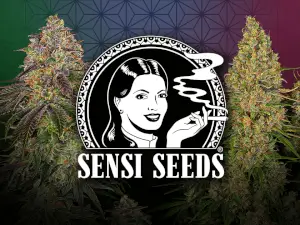 Sensi Seeds Promo Feminizada