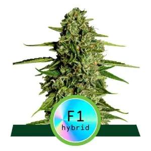 Royal Queen Seeds F1 Auto Hybrid