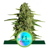 Híbrido F1 Auto de Royal Queen Seeds