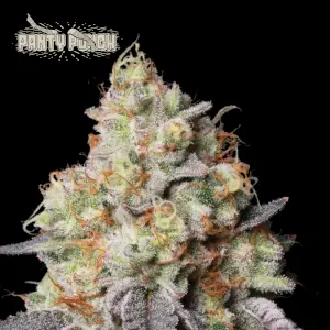 Panty Punch Auto de Seed Stockers