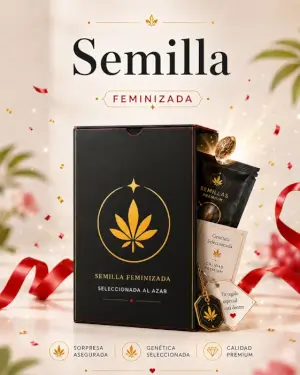 FEMINISIERTER SAMEN Promo 1 Samen