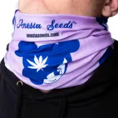 Buff de Anesia Seeds