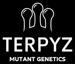 Terpyz Gift Seeds REG