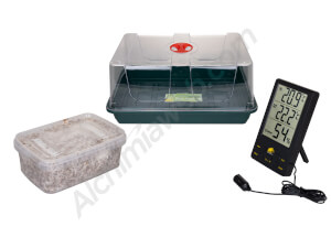 Hallucinogenic mushroom kit with mini greenhouse