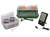 Copelandia Hawaiian Mushroom Growing Kit 