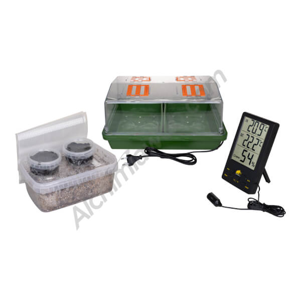Copelandia Hawaiian Mushroom Growing Kit 