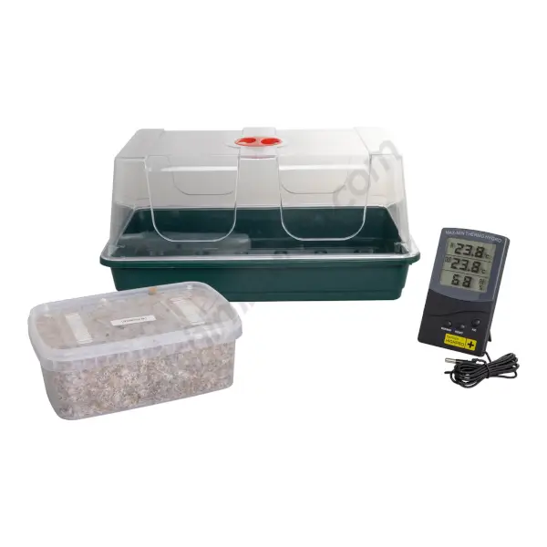 Kit de champignons hallucinogènes Panaeolus avec mini-serre