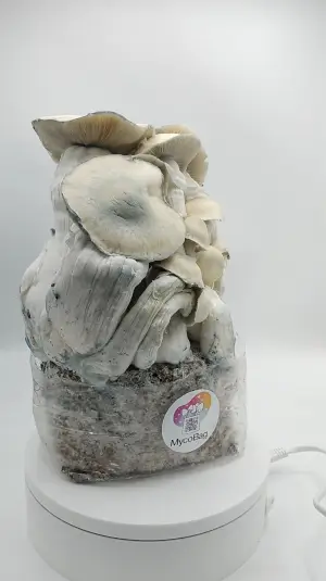 Sac de culture de champignons magiques Whitebilly