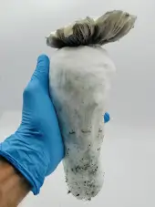 Whitebilly Grow Bag