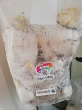 Bolsa de cultivo Whitebilly - Mycobag