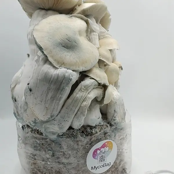Bolsa de cultivo Whitebilly - Mycobag