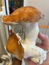 Mac Galactic Mushroom Grow Bag