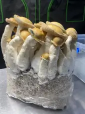 Mac Galactic Mushroom Grow Bag