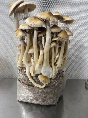 Bolsa de cultivo de setas alucinógenas Cascadian Teacher