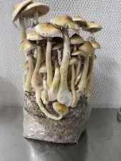 Cascadian Teacher Grow Bag