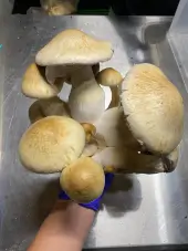 Bolsa de cultivo Cascadian Teacher