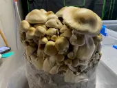 Cascadian Teacher Grow Bag