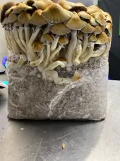 Bolsa de cultivo Cascadian Teacher