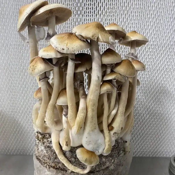 Cascadian Teacher Magic Mushroom Grow Bag