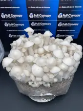Long White Cloudz magic mushroom grow bag by Mycobag