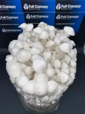 Long White Cloudz magic mushroom grow bag by Mycobag