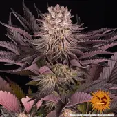 Alchimia Greatest Hits Feminized