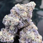 Alchimia Greatest Hits Feminized