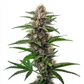 Alchimia Greatest Hits Feminized