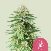 Alchimia Classic Hits Feminized