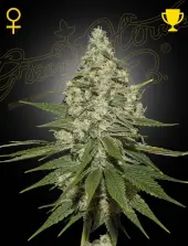 Alchimia Classic Hits Feminized