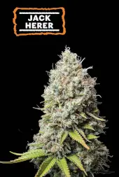 Alchimia Classic Hits Feminized