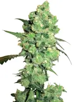 Alchimia Classic Hits Feminized