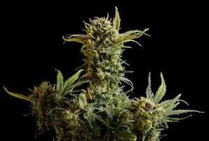 Gnomo Auto de Kannabia