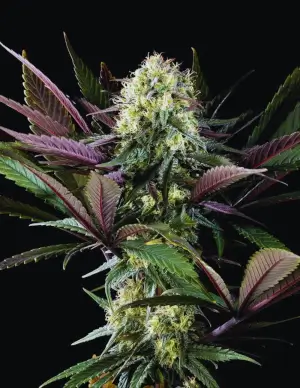 Apple Fritter Bioboost Promo