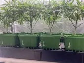 Floraflex Automatic Irrigation Kit + 15 cm Pot