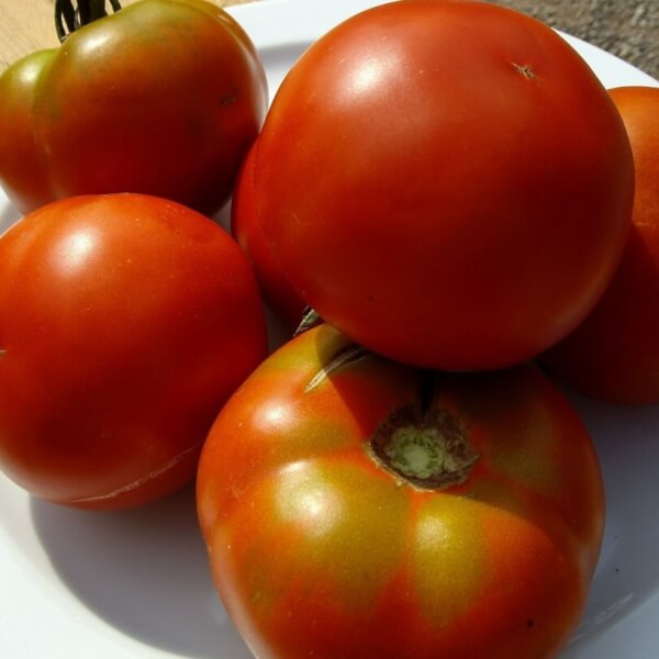 Bio-Tomate Pometa - Les Refrades